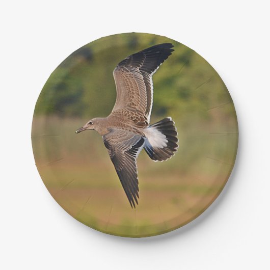 Sea Gull Paper Plate Pappteller (Vorderseite)