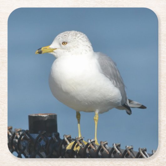 Sea Gull Party Untersetzer (Vorderseite)