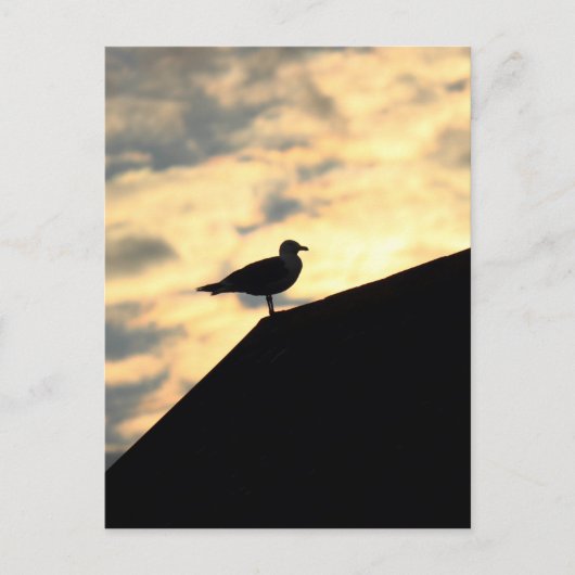 Sea Gull Sunset Postkarte (Vorderseite)