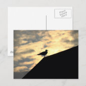 Sea Gull Sunset Postkarte (Vorne/Hinten)