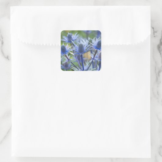 Sea Holly 'Big Blue' Stickers (Tasche)