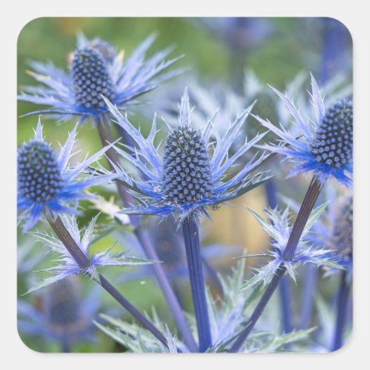Sea Holly 'Big Blue' Stickers (Vorderseite)