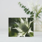Sea Holly Postkarte (Stehend Vorderseite)