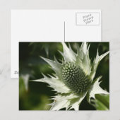Sea Holly Postkarte (Vorne/Hinten)