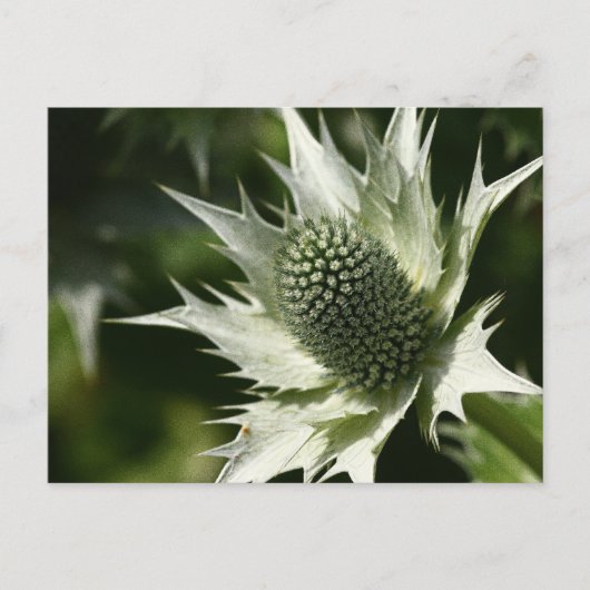 Sea Holly Postkarte (Vorderseite)