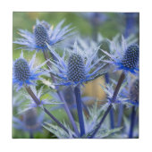 Sea Holly'Big Blue Keramik Tile Fliese (Vorderseite)