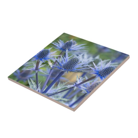 Sea Holly'Big Blue Keramik Tile Fliese (Seite)