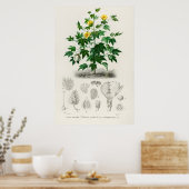 Sea Island Baumwolle (Gossypium vitifolium) Poster (Küche)