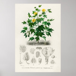Sea-Island-Baumwolle (gossypium vitifolium) Poster