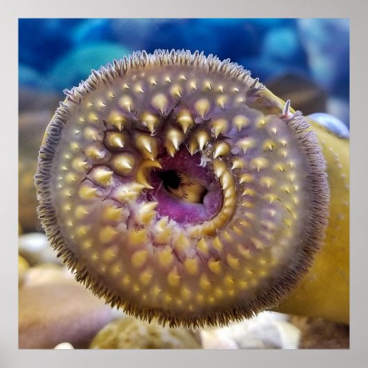 Sea Lamprey Mouth Poster (Vorne)