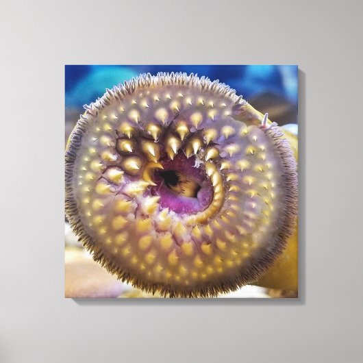 Sea Lamprey Mouth Poster Leinwanddruck (Vorderseite)