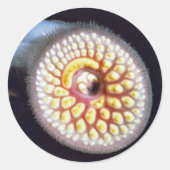 Sea Lamprey Runder Aufkleber (Vorderseite)