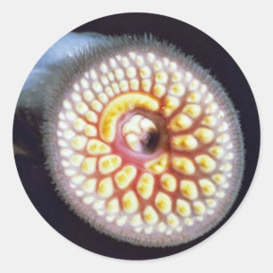 Sea Lamprey Runder Aufkleber