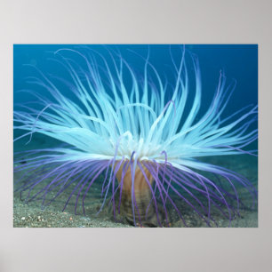 Sea Life Anemone Poster / Print
