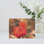 Sea Life - Fish Postkarte (Stehend Vorderseite)