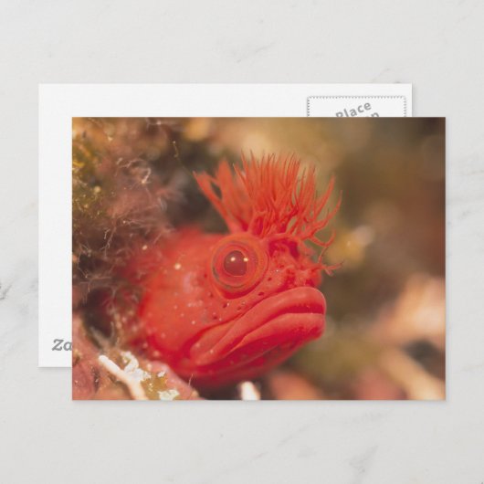 Sea Life - Fish Postkarte (Vorne/Hinten)