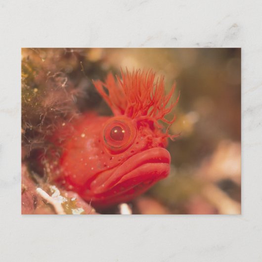 Sea Life - Fish Postkarte (Vorderseite)