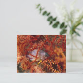 Sea Life - Fish Postkarte (Stehend Vorderseite)