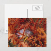 Sea Life - Fish Postkarte (Vorne/Hinten)