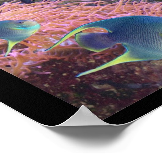 Sea Life Poster (Ecke)