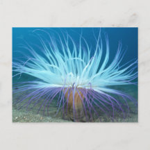 Sea Life Sea Anemone Postkarte