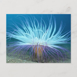 Sea Life Sea Anemone Postkarte