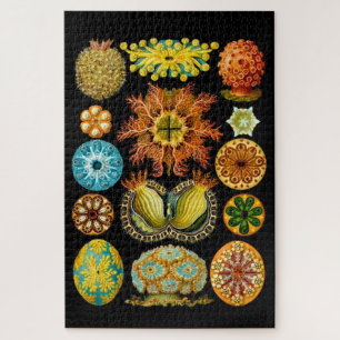 sea life sea creatures print puzzle