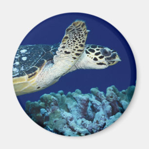 Sea Life - Sea Turtle Magnet