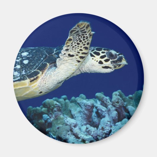 Sea Life - Sea Turtle Magnet (Vorne)
