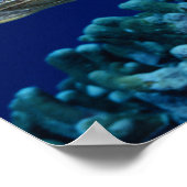 Sea Life - Sea Turtle Poster (Ecke)