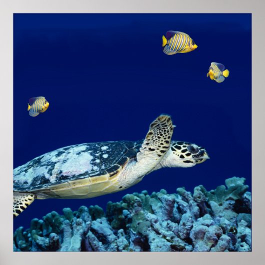Sea Life - Sea Turtle Poster (Vorne)