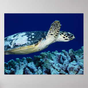 Sea Life - Sea Turtle Poster