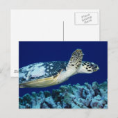 Sea Life - Sea Turtle Postkarte (Vorne/Hinten)
