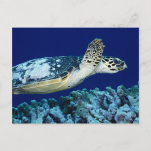 Sea Life - Sea Turtle Postkarte