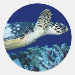 Sea Life - Sea Turtle Runder Aufkleber