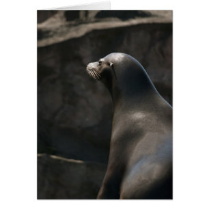 Sea Lion