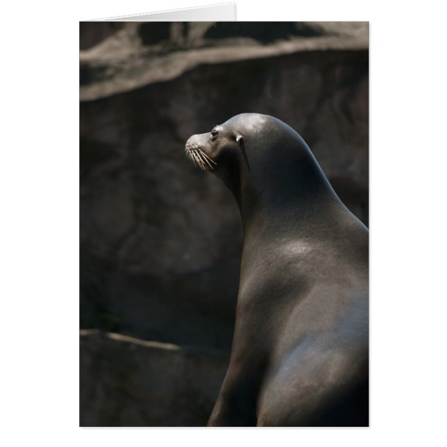 Sea Lion (Vorne)