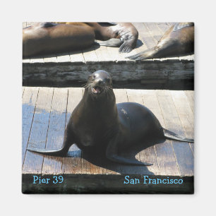 Sea Lion am Pier 39 in San Francisco Magnet