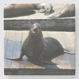 Sea Lion am Pier 39 in San Francisco Steinuntersetzer