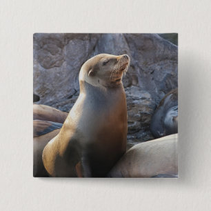 Sea Lion Button