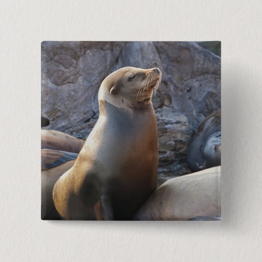 Sea Lion Button (Vorderseite)