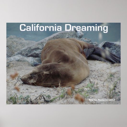 Sea Lion - California Dreaming - Poster (Vorne)