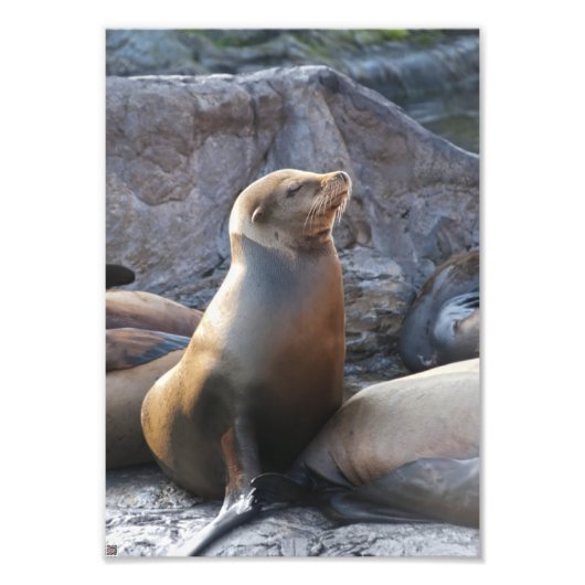 Sea Lion Fotodruck (Vorne)