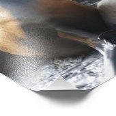Sea Lion Fotodruck (Ecke)
