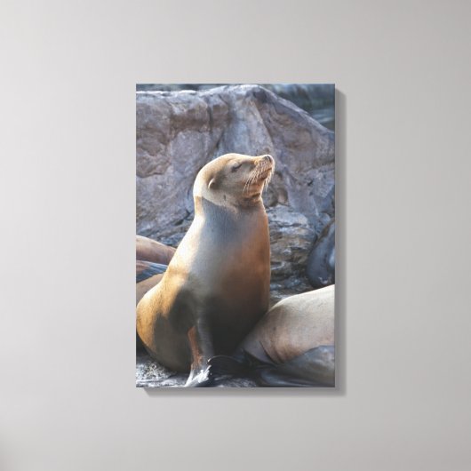 Sea Lion Leinwanddruck (Vorderseite)