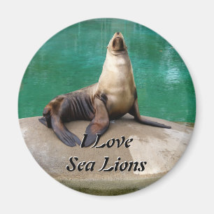 Sea Lion Magnet