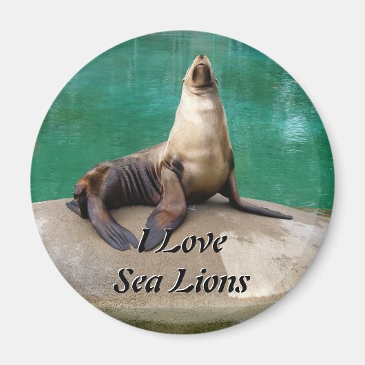 Sea Lion Magnet (Vorne)