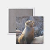 Sea Lion Magnet (Vorderseite/Rückseite)