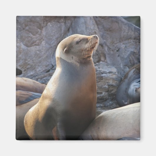 Sea Lion Magnet (Vorne)