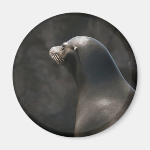 Sea Lion Magnet